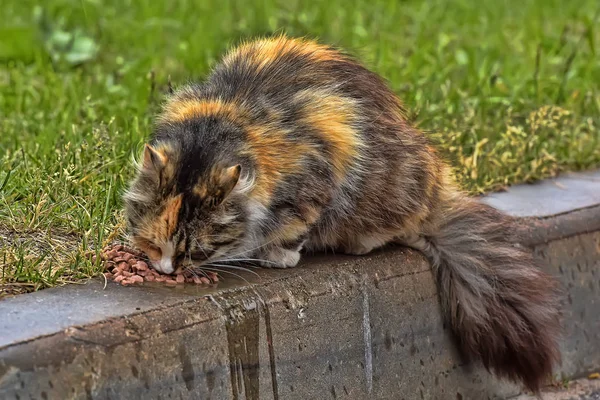 Beautiful Fluffy Tricolor Stray Cat Eats Street — Stock Photo, Image