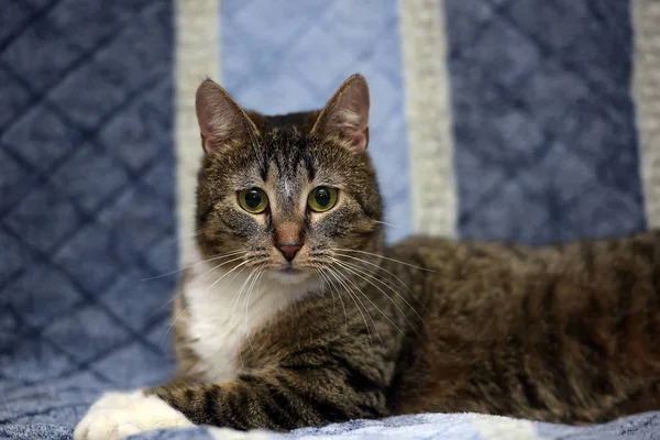 Gestreift Mit Einer Weißen Europäischen Kurzhaarkatze Die Auf Einem Sofa — Stockfoto