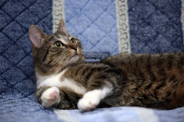 Gestreift Mit Einer Weißen Europäischen Kurzhaarkatze Die Auf Einem Sofa — Stockfoto