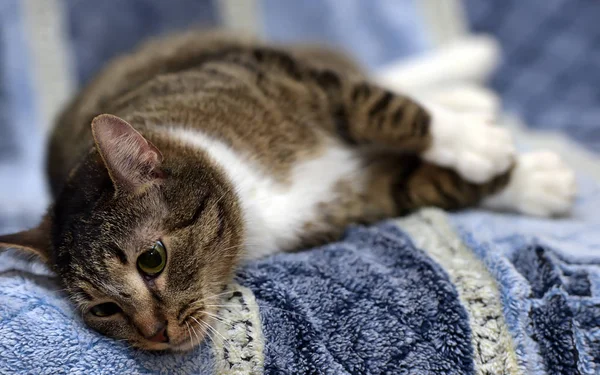 Rayas con blanco europeo taquigrafía gato acostado en un sofá en un b — Foto de Stock