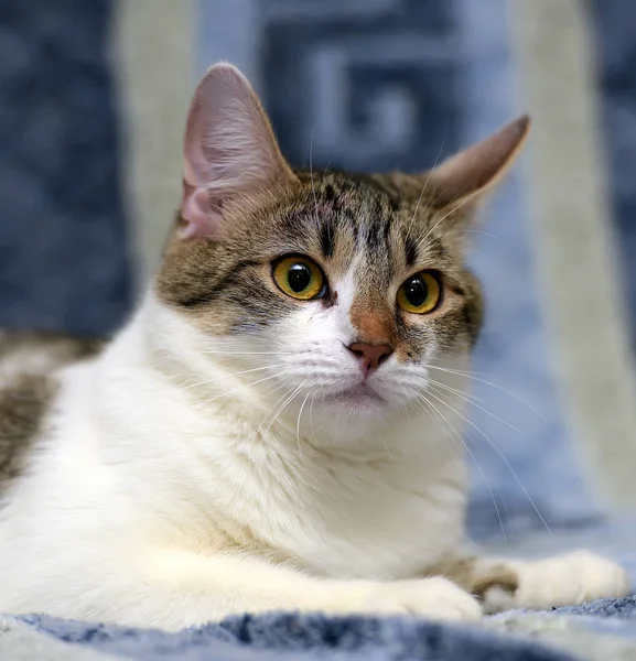 Gestreift Mit Einer Weißen Europäischen Kurzhaarkatze Die Auf Einem Sofa — Stockfoto