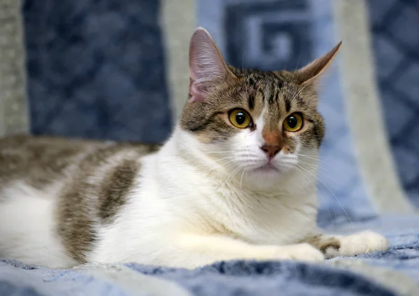 Striped White European Shorthair Cat Lying Sofa Blue Background — Stock Photo, Image