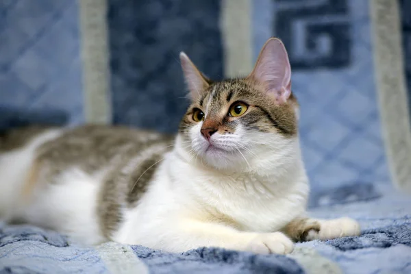 Listrado com branco europeu gato shorthair deitado em um sofá em um b — Fotografia de Stock