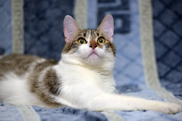 Listrado Com Branco Europeu Gato Shorthair Deitado Sofá Fundo Azul — Fotografia de Stock