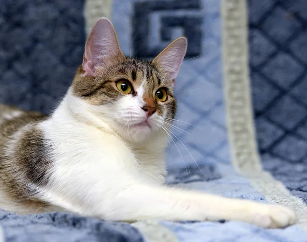 Striped with white European shorthair cat lying on a sofa on a b — Stock Photo, Image