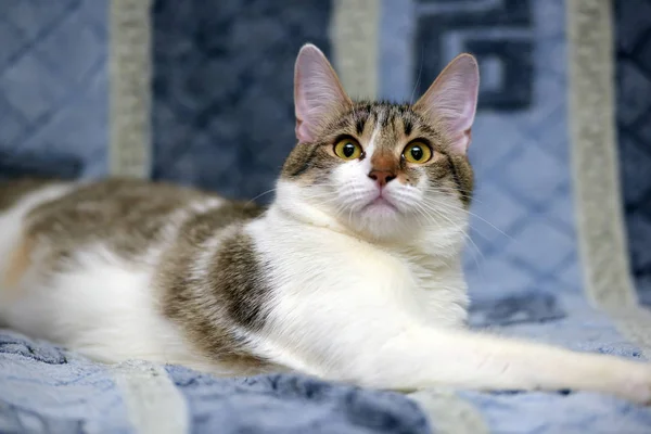 Rayas con blanco europeo taquigrafía gato acostado en un sofá en un b —  Fotos de Stock