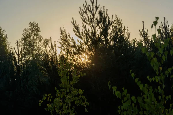 Raggi del sole all'alba, facendo la loro strada attraverso le foglie di — Foto Stock