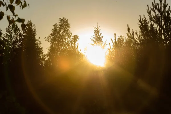 Raggi del sole all'alba, facendo la loro strada attraverso le foglie di — Foto Stock