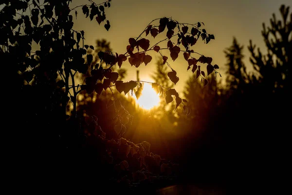 Paprsky slunce za úsvitu, aby jejich cestu přes listy — Stock fotografie