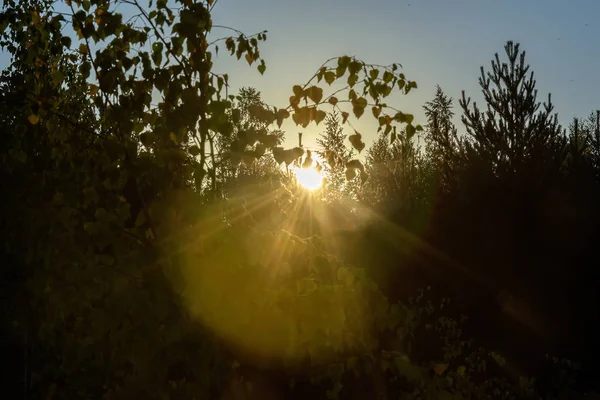 夜明け、太陽の光線の葉を介して自分の道を作る — ストック写真