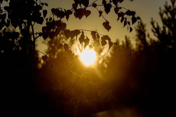 Raggi del sole all'alba, facendo la loro strada attraverso le foglie di — Foto Stock