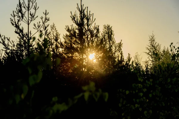 Rayos del sol al amanecer, haciendo su camino a través de las hojas de — Foto de Stock