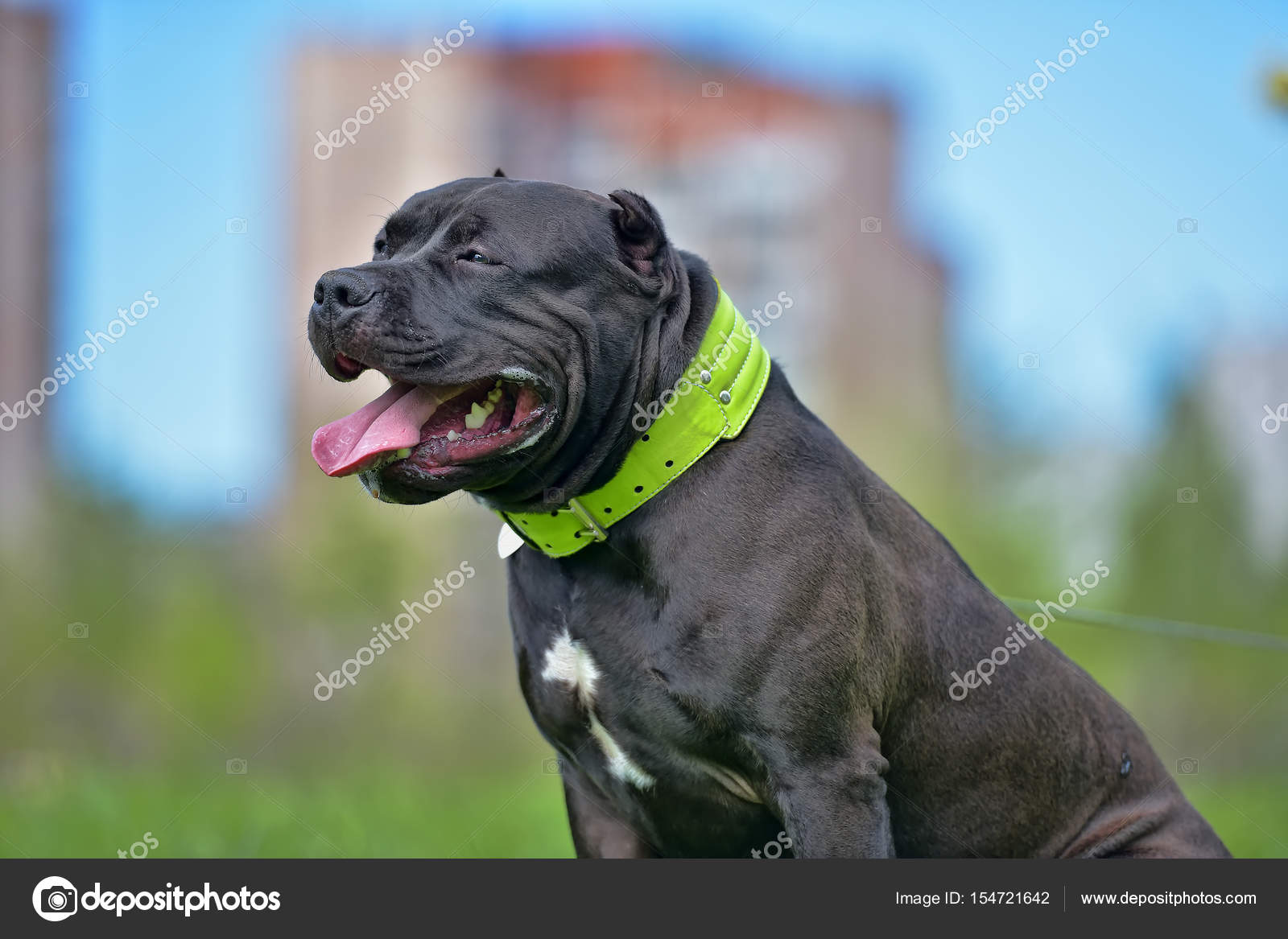 Race De Chien American Bully Photographie Evdoha 154721642