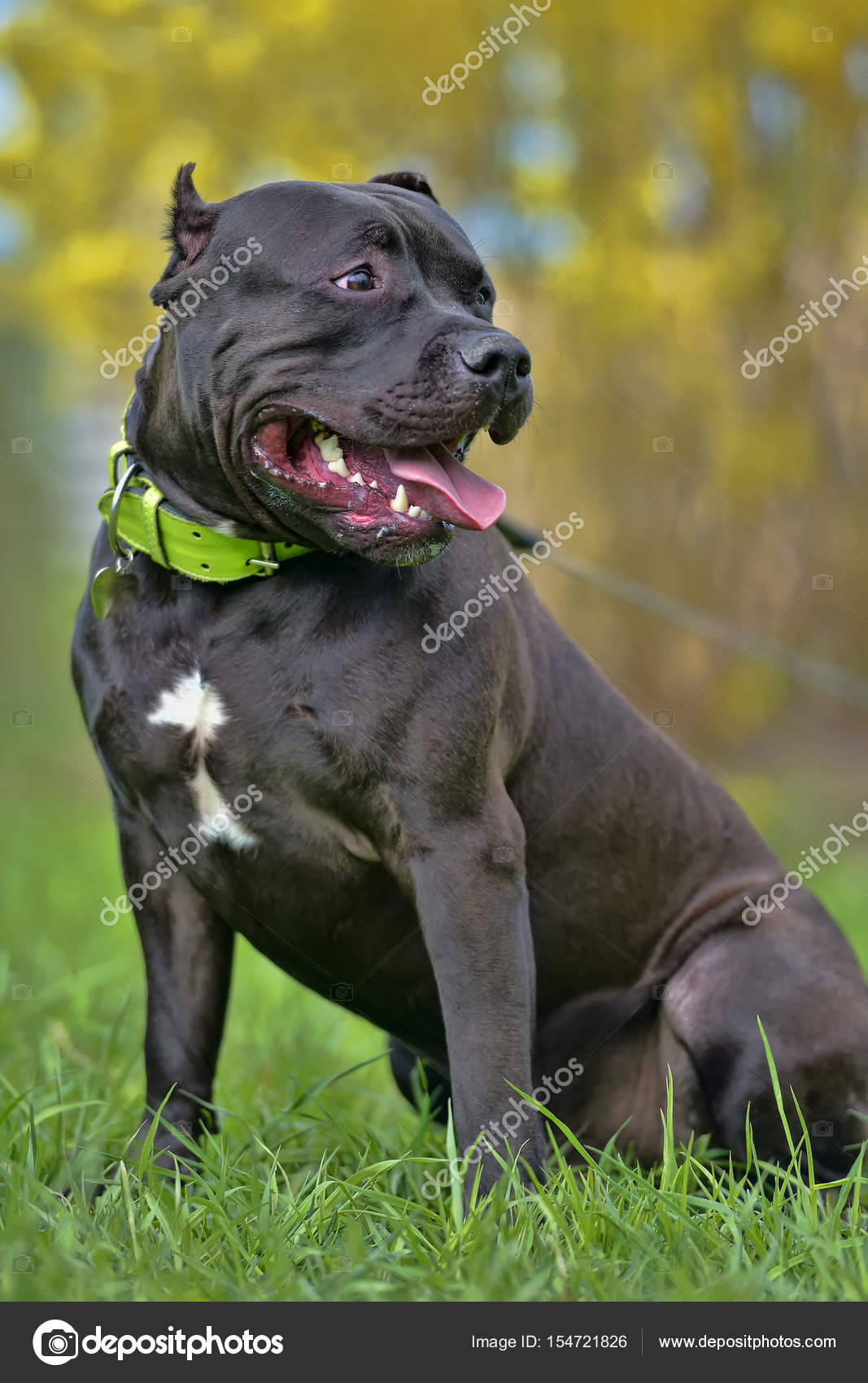 American Bully Dog Breed Images