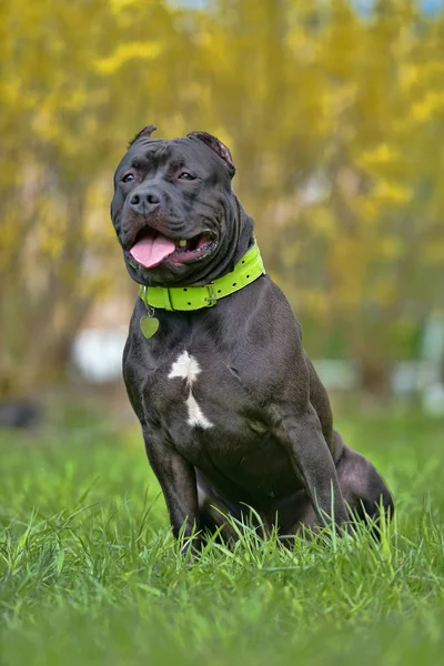 American Bully cane razza — Foto Stock