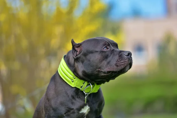 American Bully Dog Raça — Fotografia de Stock