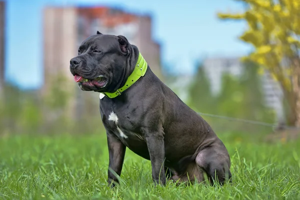 American Bully Dog Raça — Fotografia de Stock