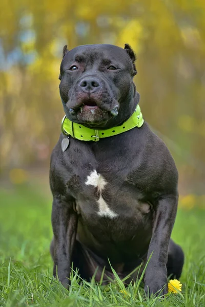 American Bully Chien race — Photo