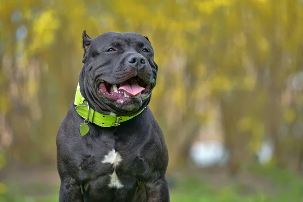 American Bully cane razza — Foto Stock