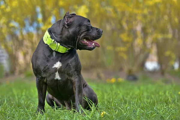 American Bully Dog Raça — Fotografia de Stock