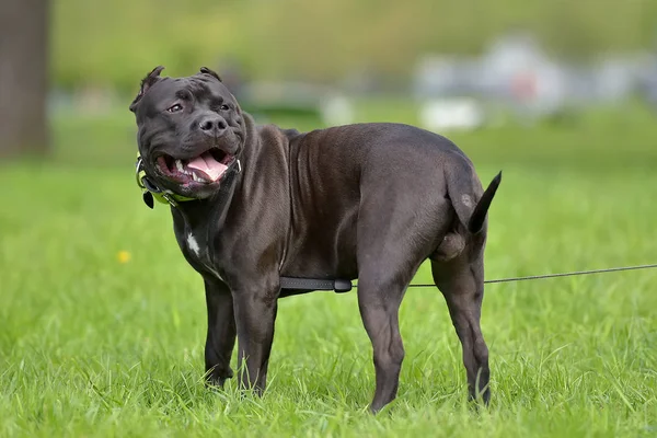 Breed American Bully, 9 months old — Stock Photo, Image
