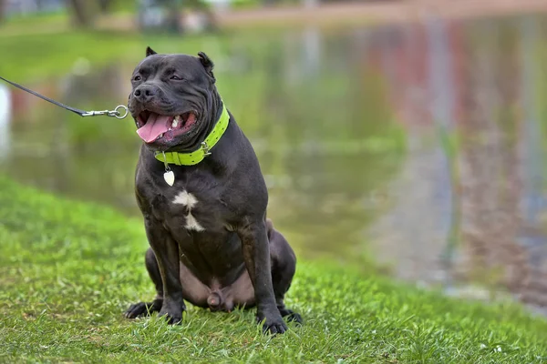 Raça American Bully, 9 meses — Fotografia de Stock