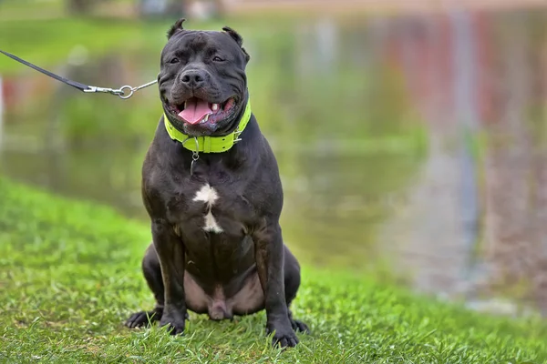 Raça American Bully, 9 meses — Fotografia de Stock