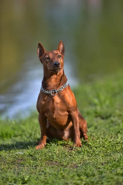 O pinscher miniatura — Fotografia de Stock