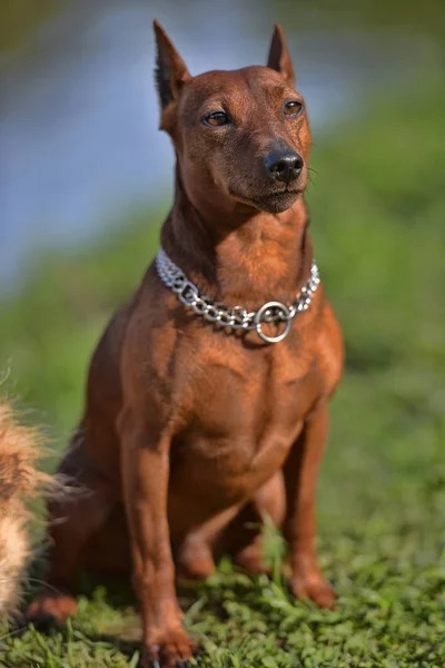 El Pinscher en miniatura — Foto de Stock