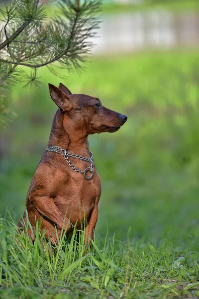 De dwergpinscher — Stockfoto