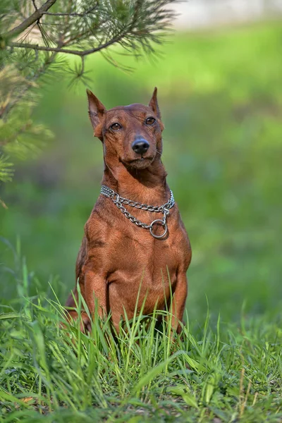 Dwerg Pinscher Zomer Groen Gras — Stockfoto