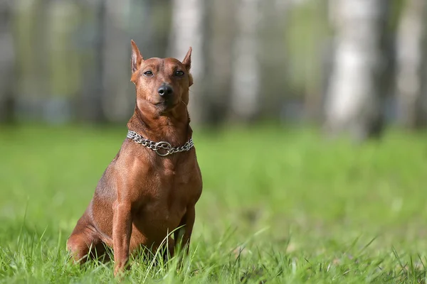 소형 pinscher — 스톡 사진