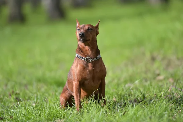 Minyatür pinscher — Stok fotoğraf