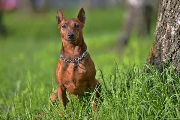 The μινιατούρα pinscher — Φωτογραφία Αρχείου