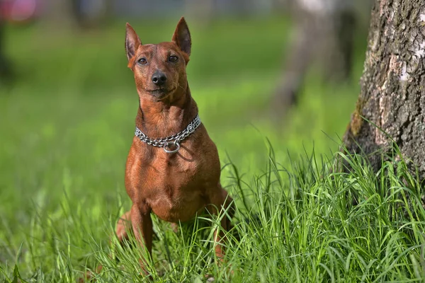 Minyatür pinscher — Stok fotoğraf