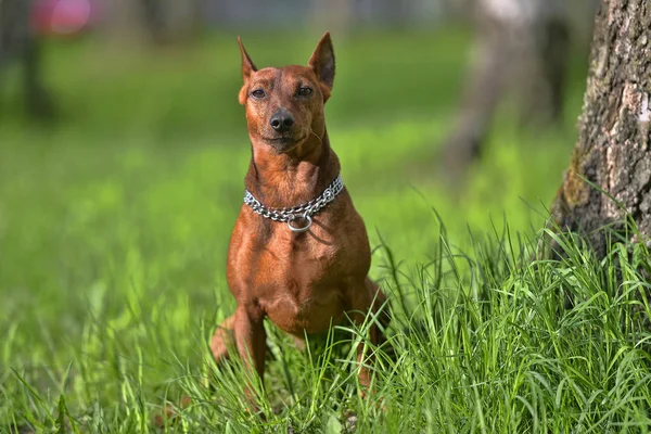 Törpe Pinscher Nyáron Zöld — Stock Fotó