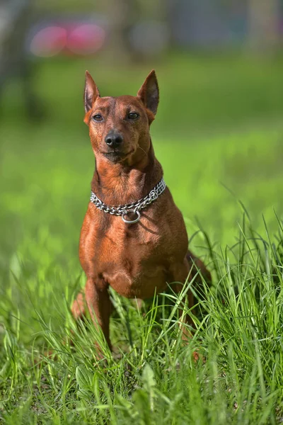 The μινιατούρα pinscher — Φωτογραφία Αρχείου