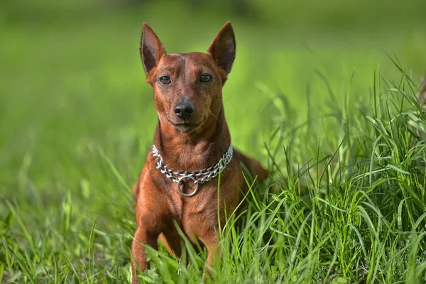 The μινιατούρα pinscher — Φωτογραφία Αρχείου