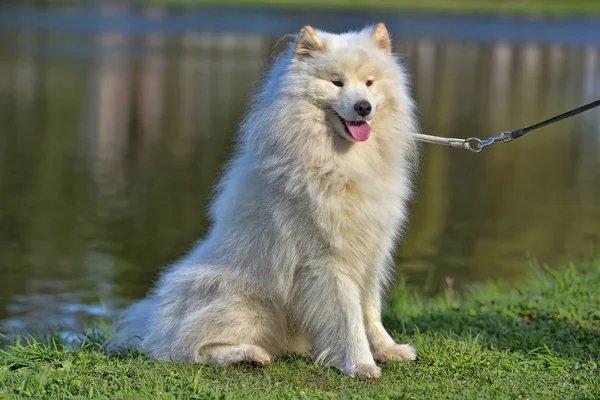 Samojed léto v pozadí jezero — Stock fotografie