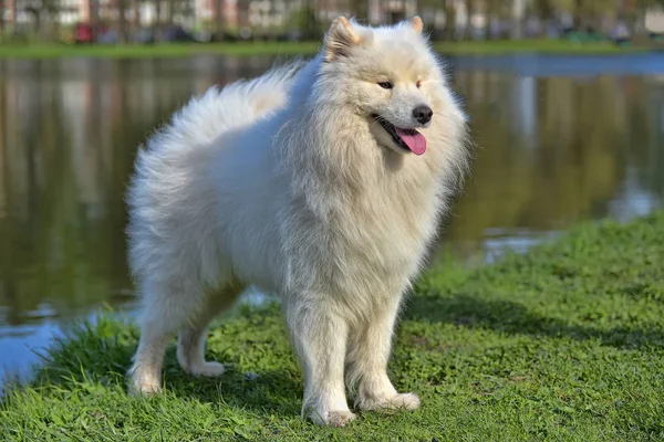 Samoyed estate sullo sfondo del lago — Foto Stock