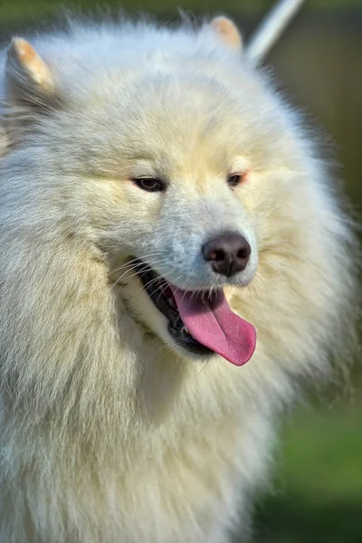 Belo verão samoyed — Fotografia de Stock