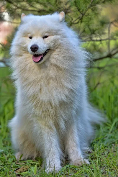 Samoyed estate sullo sfondo del verde — Foto Stock