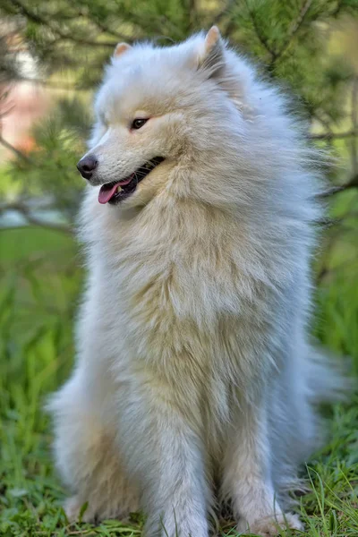 Samoyed estate sullo sfondo del verde — Foto Stock