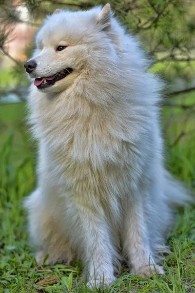 Όμορφο καλοκαίρι samoyed — Φωτογραφία Αρχείου