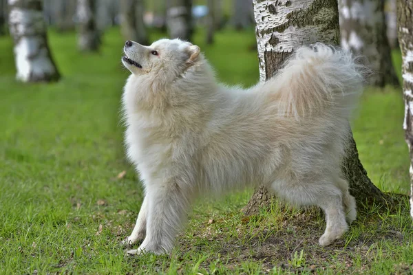 Belo verão samoyed — Fotografia de Stock