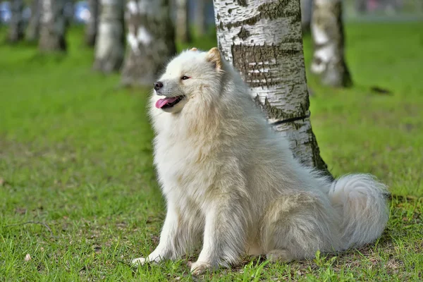 Samoyed Sommer im Hintergrund des Grüns — Stockfoto