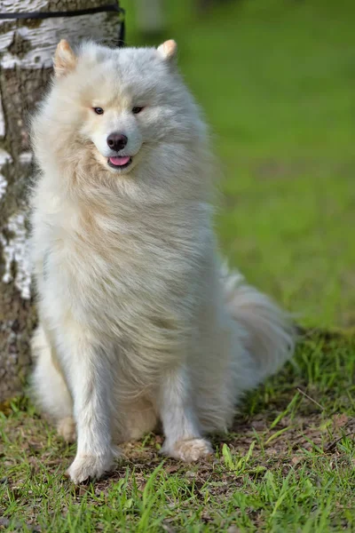 Samoyed Sommer im Hintergrund des Grüns — Stockfoto