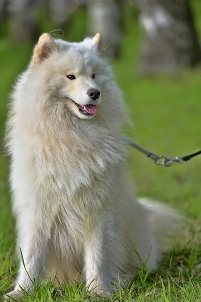 Samoyed Sommer im Hintergrund des Grüns — Stockfoto