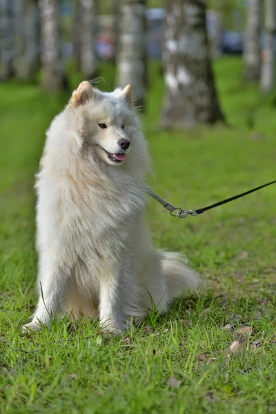 Samoyed verão no fundo da grama — Fotografia de Stock