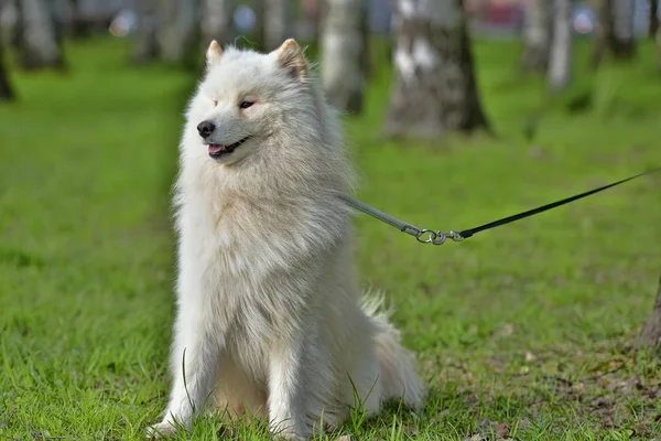 Krásné léto samojed — Stock fotografie